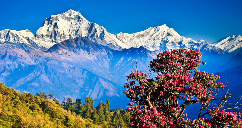 Forest trail in the Ghorepani region